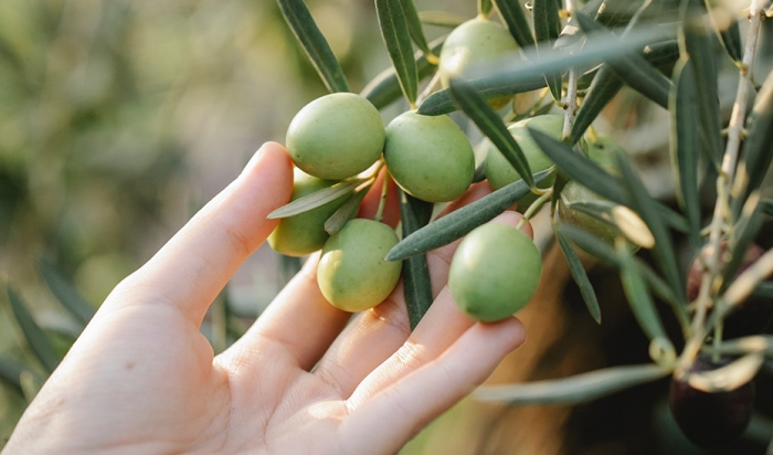 Andalucía, líder en exportaciones agroalimentarias de España, con un récord de 4.512 millones y un crecimiento del 9,6% en el primer trimestre de 2024