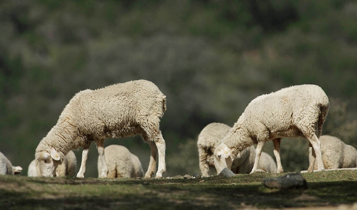 Agricultura compra 970.000 vacunas del serotipo 3 de la lengua azul para frenar su avance en Andalucía