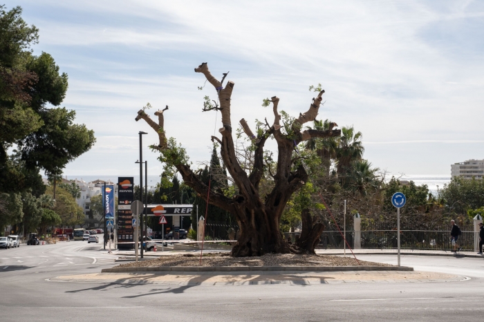 Benalmádena traslada un algarrobo de cerca de 300 años de edad a la avenida García Lorca