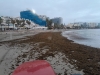 Benalmádena retirará unas 70 toneladas de alga asiática de las playas, ancladas y dispersas a causa del fuerte temporal